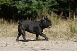 BOULEDOGUE FRANCAIS 300